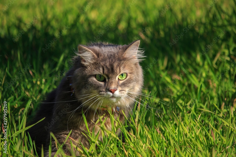 Portrait of beautiful gray kitty on the green meadow