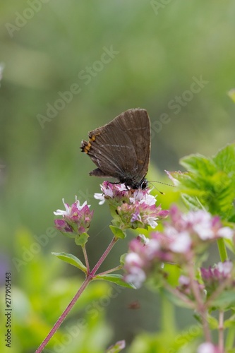 Blue brown butterfly on pink tiny flowers