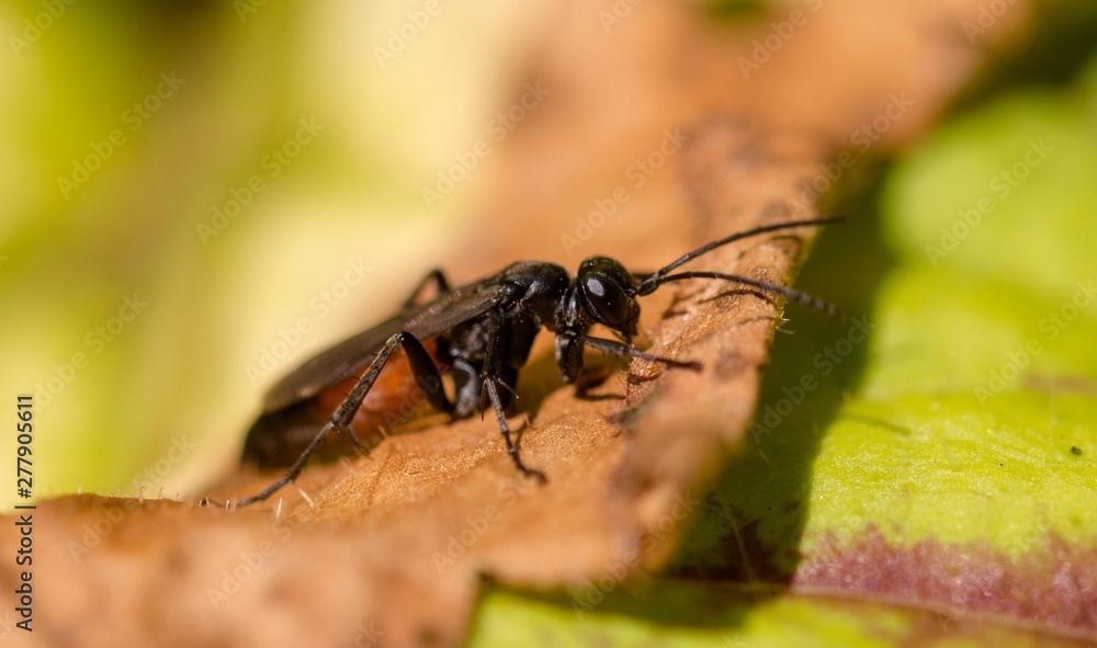 Black insect macro Black insect macro