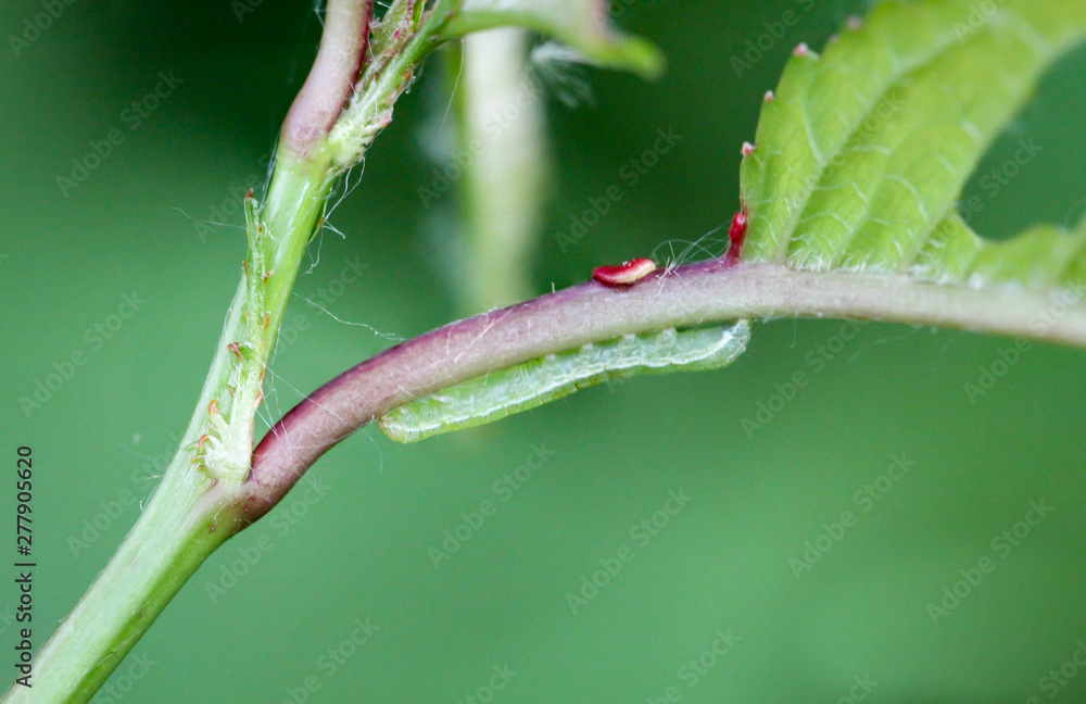 Macro, Details einer Raupe, Schmetterlingsraupe