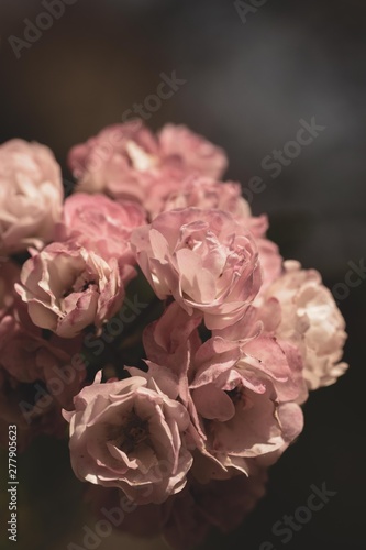 Roses with grey vintage background