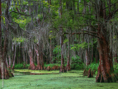 Fotografie Sümpfe bei New Orleans, Louisiana