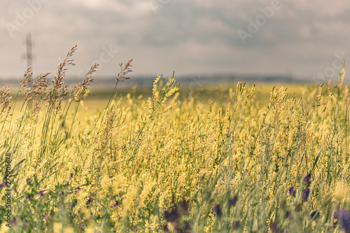 Yellow grass on the field with flowers on a farm land.  © Regina Foster
