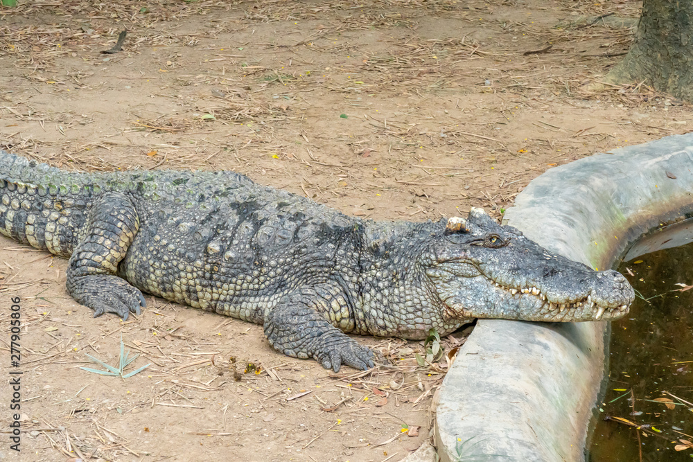 Obraz premium Crocodile resting at pond edge.