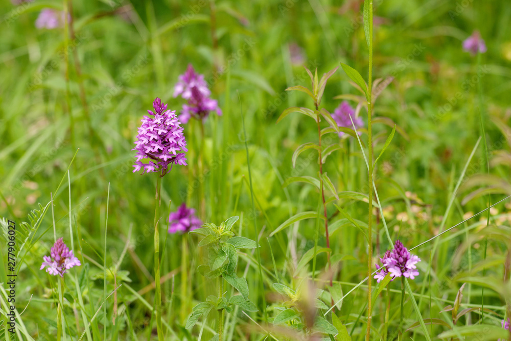 Spitzorchis - Orchideen Spitzorchis - Orchideen