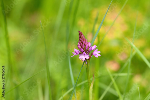 Spitzorchis - Orchideen