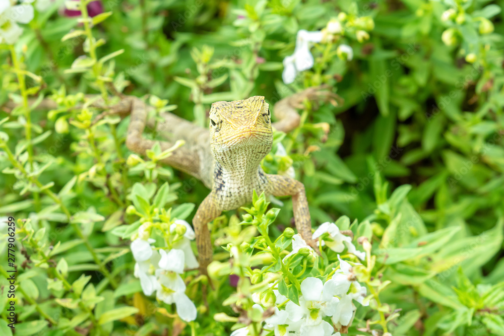 Obraz premium Lizard on the flower plants.