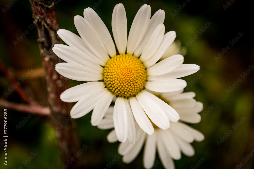 Fototapeta premium Daisy flower in close-up (macro)