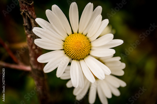Daisy flower in close-up  macro 