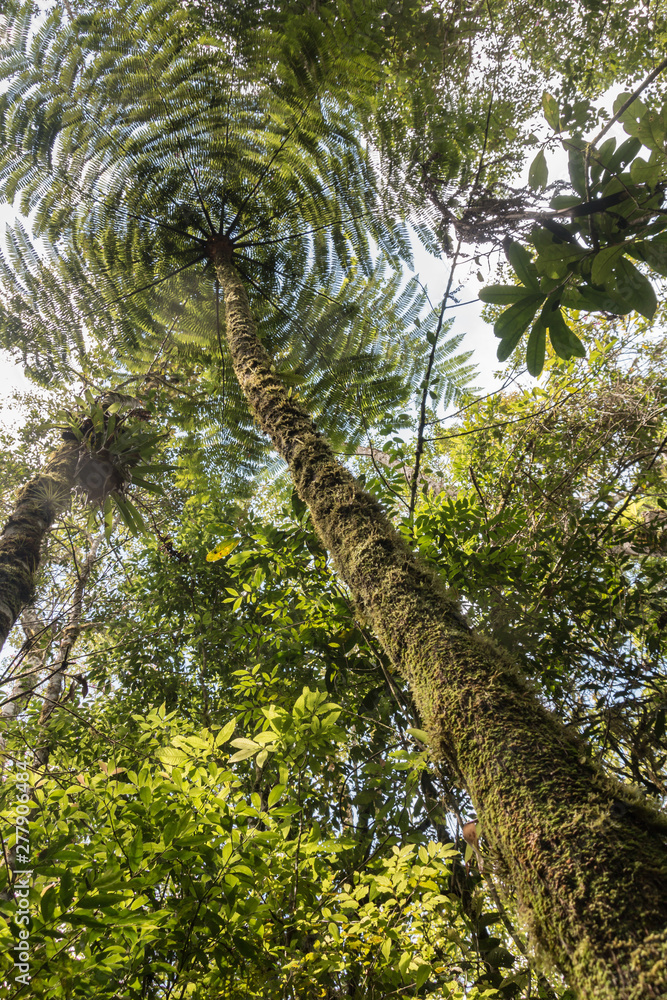 Fototapeta premium Baumfarn im brasilianischen Regenwald, Untersicht