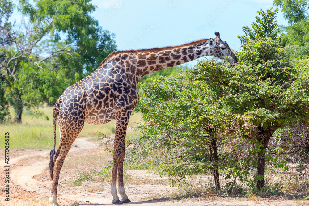 single Giraffe in game reserve wildlife single Giraffe in game reserve wildlife
