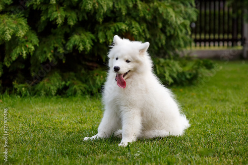White puppy Samoyed husky