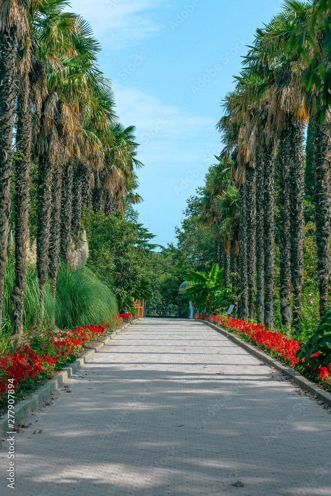 Palm trees, flowers and footpath in a botanical garden in Yalta. Crimea
