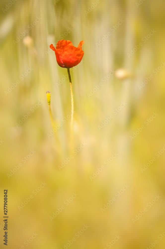 Obraz premium Klatschmohn