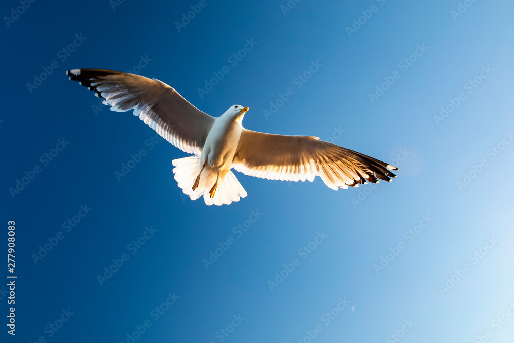 Seagull hovers over the waters of lake Baikal Seagull hovers over the waters of lake Baikal