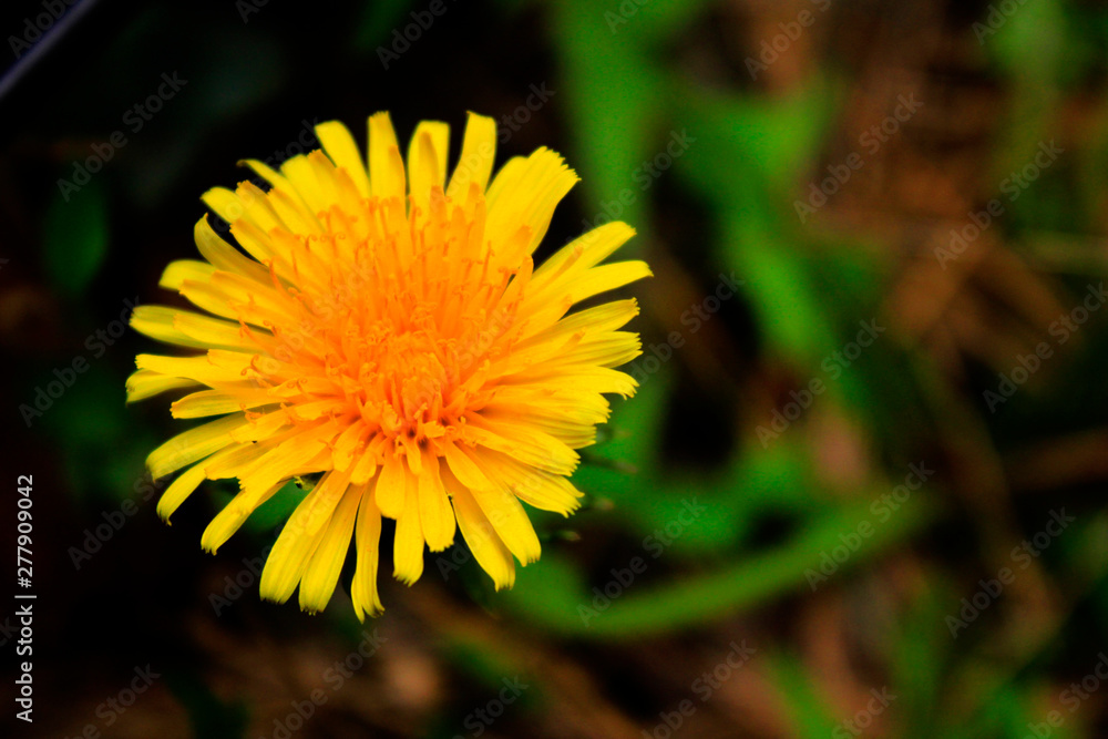 タンポポ dandelion タンポポ dandelion