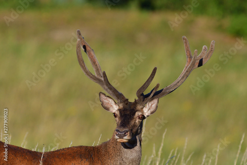 portrait of a head deer with antlers on a meadow in spring