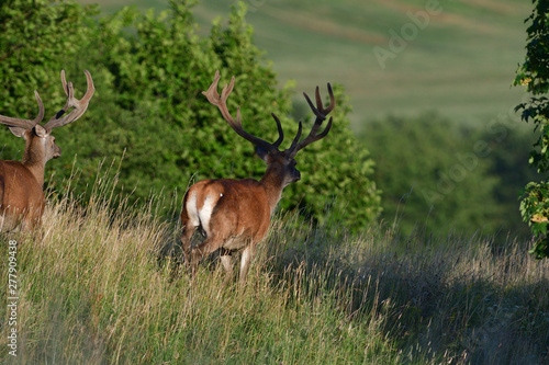 Deer stag with growing antlers walking on the meadow and grazing grass