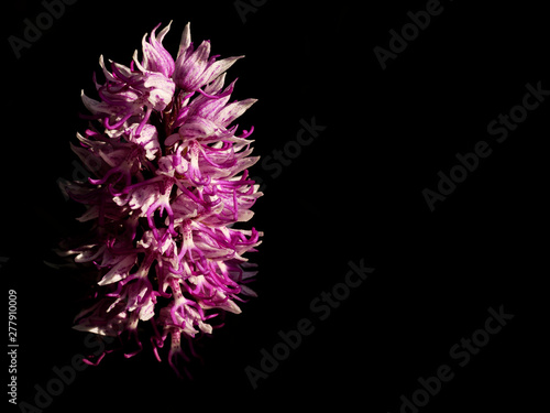 Wild Orchid commonly knowm as Monkey Orchid (Orchis simia) over a black background.jpg