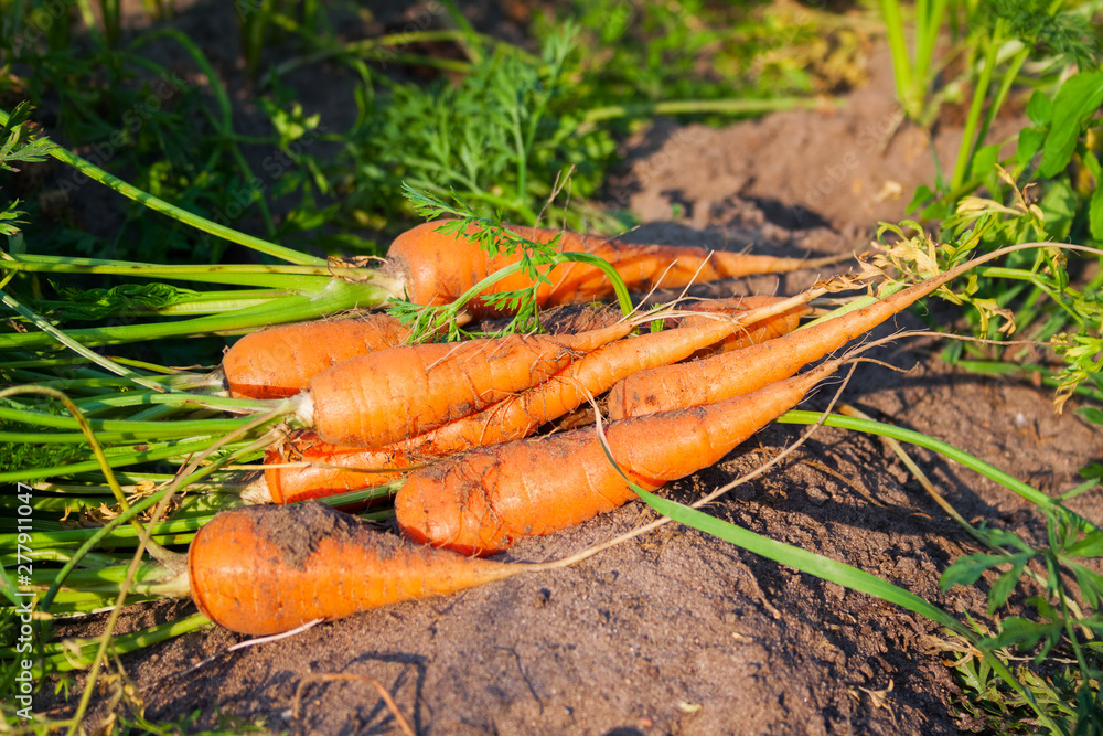 a bunch of fresh ripe orange carrots in the garden, organic healthy food a bunch of fresh ripe orange carrots in the garden, organic healthy food