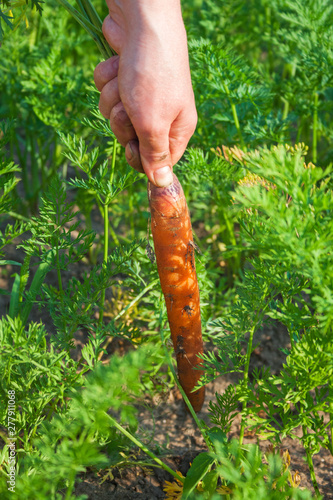 woman farmer pulls out beds carrot harvest on the farm