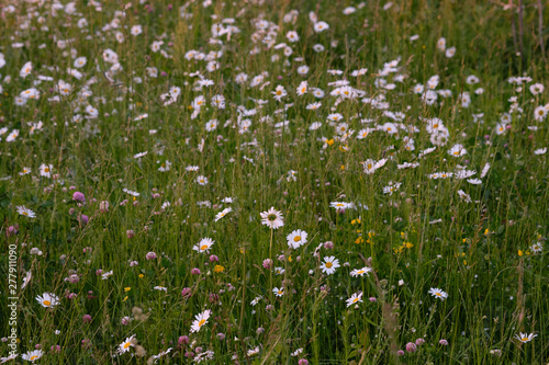 background with daisies and fresh green grass