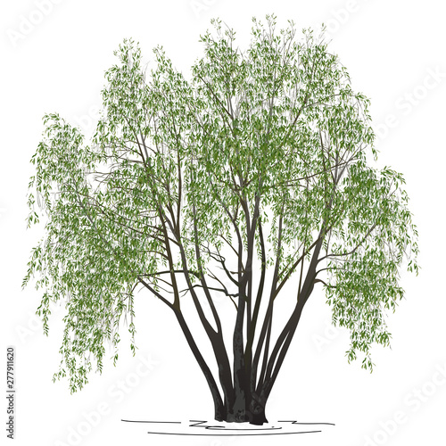 Willow (Salix alba L.) with green leaves in the summer