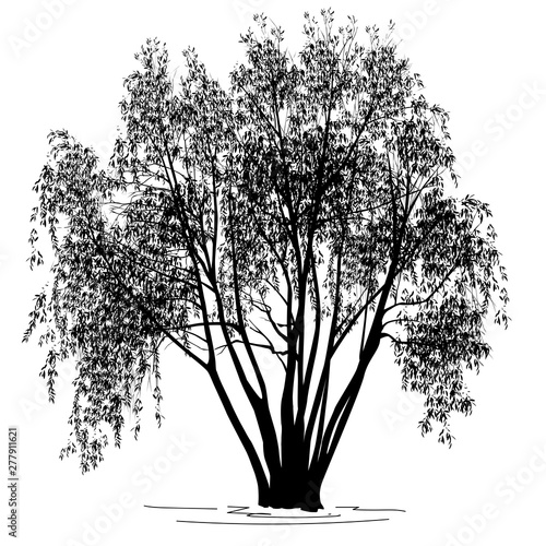 Willow (Salix alba L.) silhouette with leaves in the summer