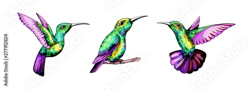 Small hummingbird set. Exotic tropical colibri bird. Golden emerald feathers