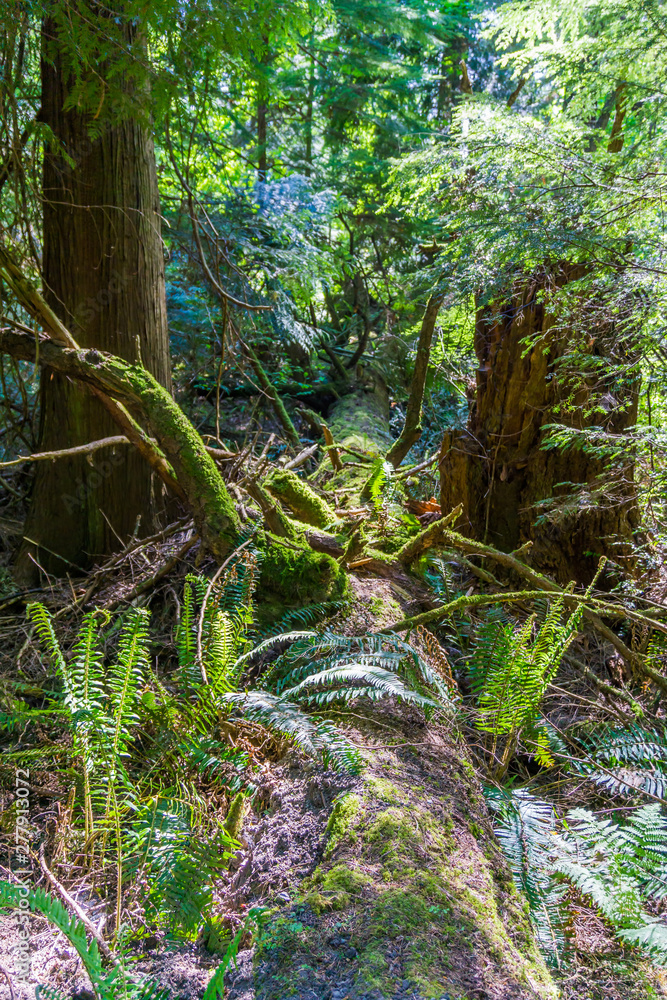 Fototapeta premium Fallen Tree Scene