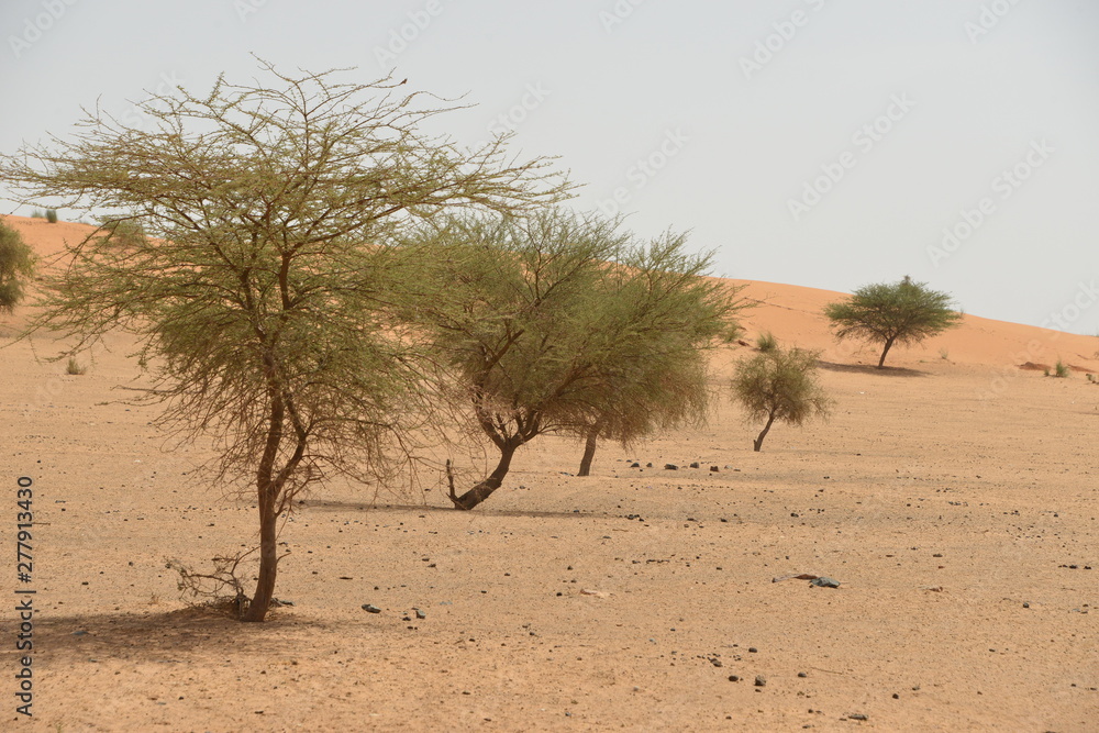 les arbres qui resistent au intemperites du desert