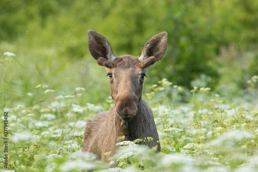 Young Male Moose (Alces alces) Young Male Moose (Alces alces)