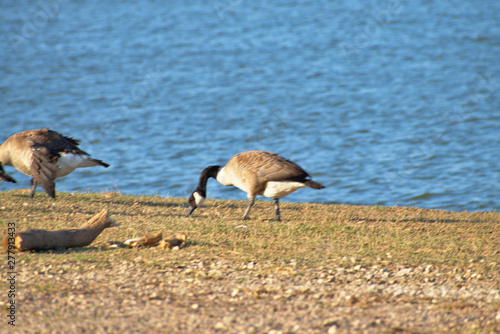 View of Lake Texoma in the Summer photo