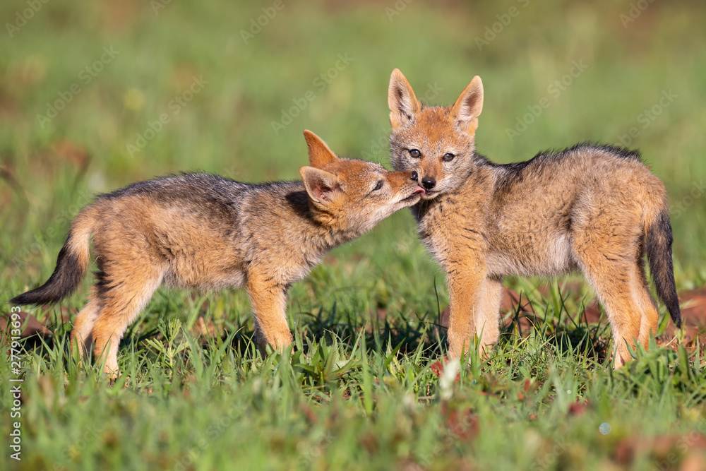 Fototapeta premium Two Black Backed Jackal puppies play in short green grass to develop skills