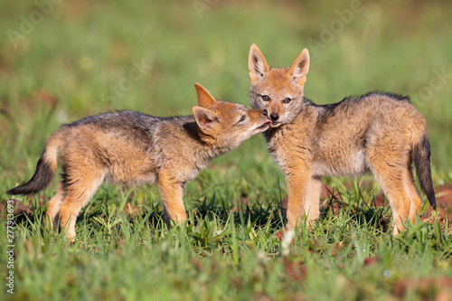 Two Black Backed Jackal puppies play in short green grass to develop skills © Alta Oosthuizen