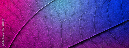 Colorful leaves texture header design