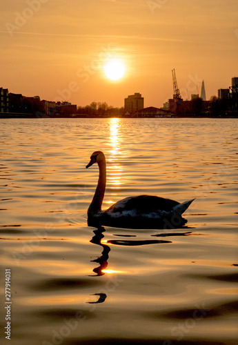 Swan on lake at sunrise