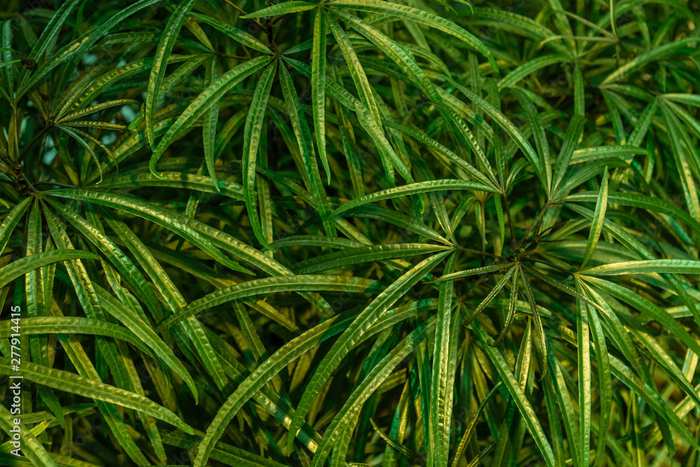 tropical banana leaf texture, large palm foliage nature dark green tropical banana leaf texture, large palm foliage nature dark green