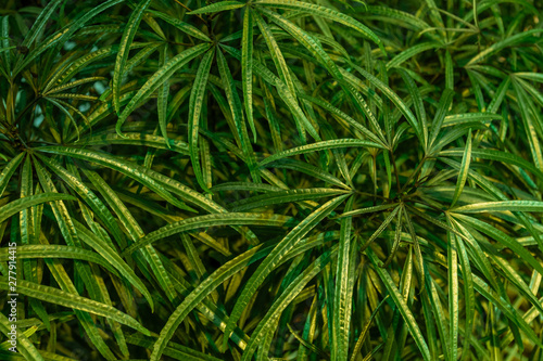 tropical banana leaf texture, large palm foliage nature dark green