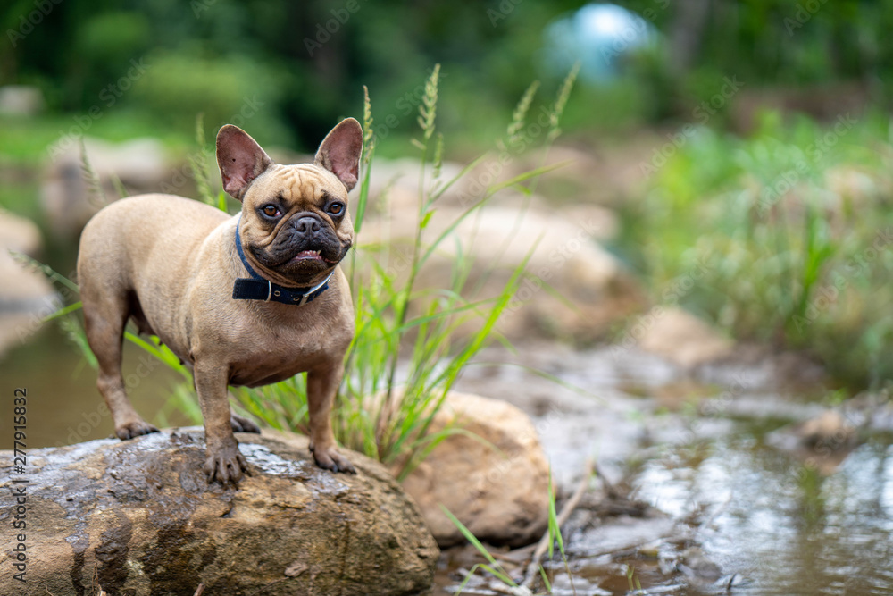 French bulldog is standing on the rock