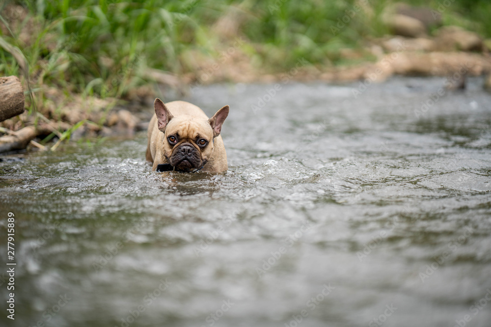 French bulldog is playing at the stream