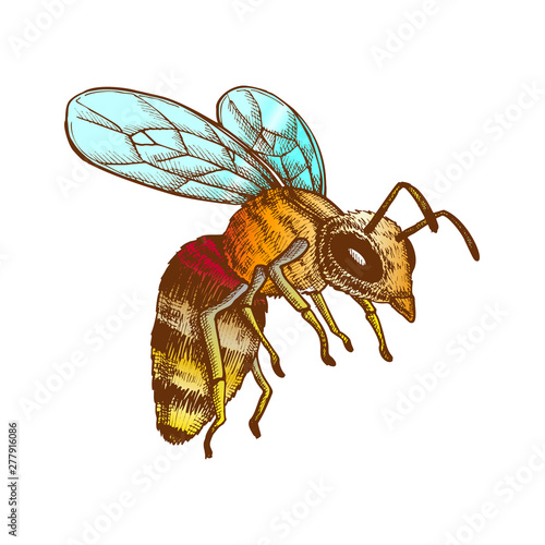 Flying Honey Bee Insect Gathering Nectar Vector. Bee With Wing And Feeler. Fly Animal Honeybee Nature Pollinates Flower And Tree For Better Plant. Color illustration