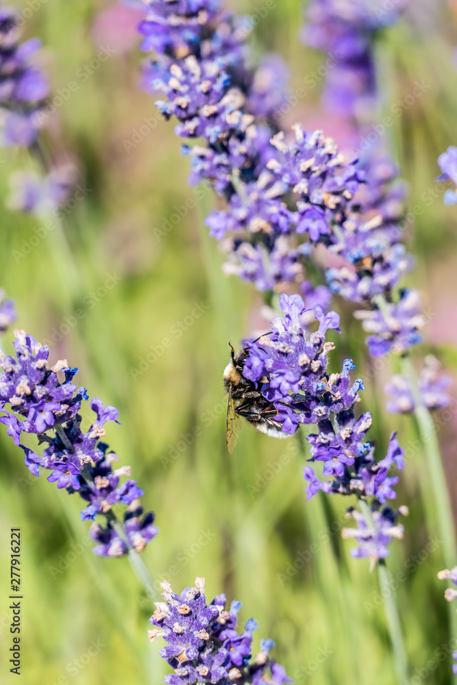 Bienen sammeln Nektar auf Lavendelblüten Bienen sammeln Nektar auf Lavendelblüten