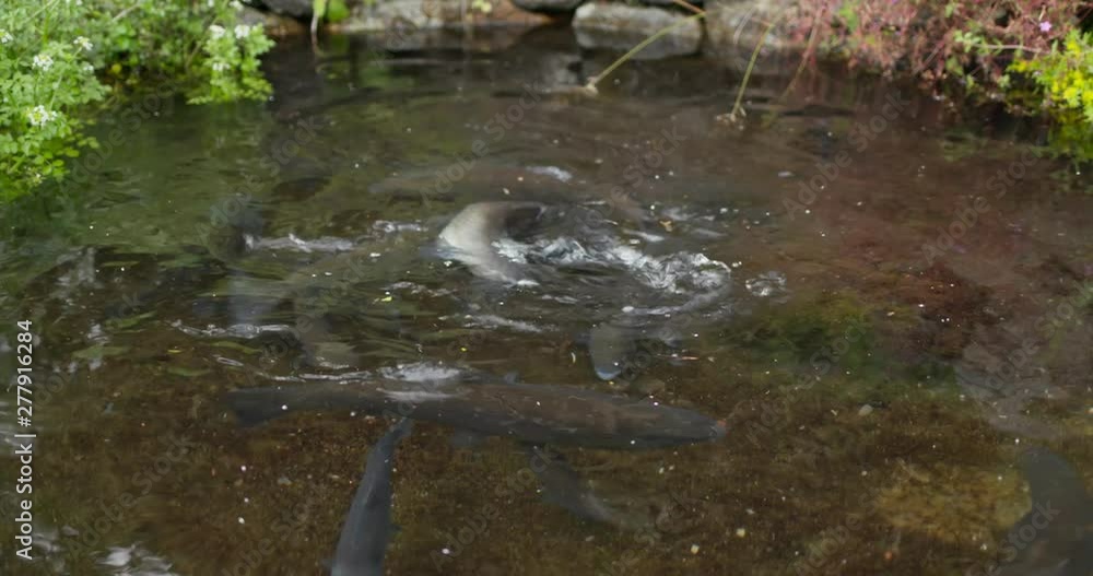 Koi fish swim in water pond in garden Koi fish swim in water pond in garden