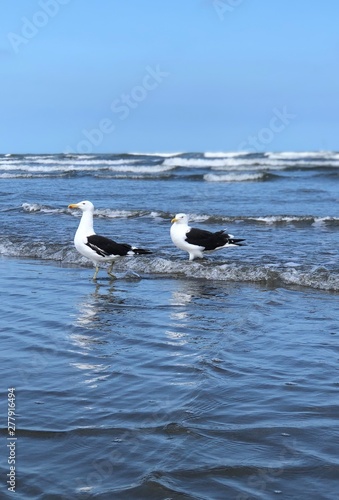 Two seagulls on the beach