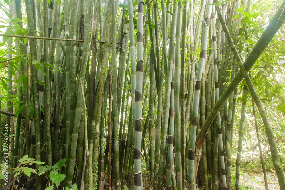 Obraz premium Bamboo forest Natural forest prolific ,in Phang Nga National Park, Thailand