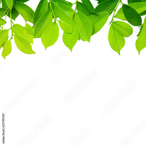 Copy space Leaves Green White background ornamental trees at phuket Thailand