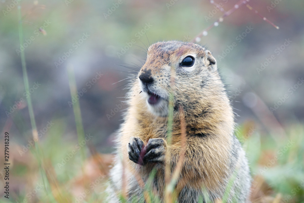 Fototapeta premium Gopher monitors the situation around