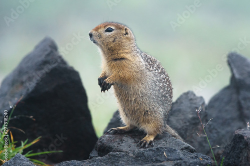 Gopher on the stone