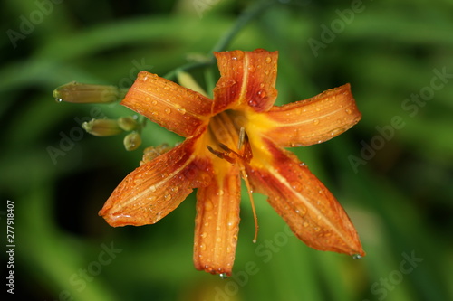 Tiger Lily Flower with Rain Drops
